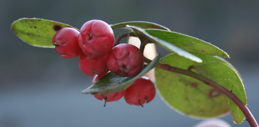 Wintergreen Oil: Unveil Nature's Secret for Radiant and Soothed Skin